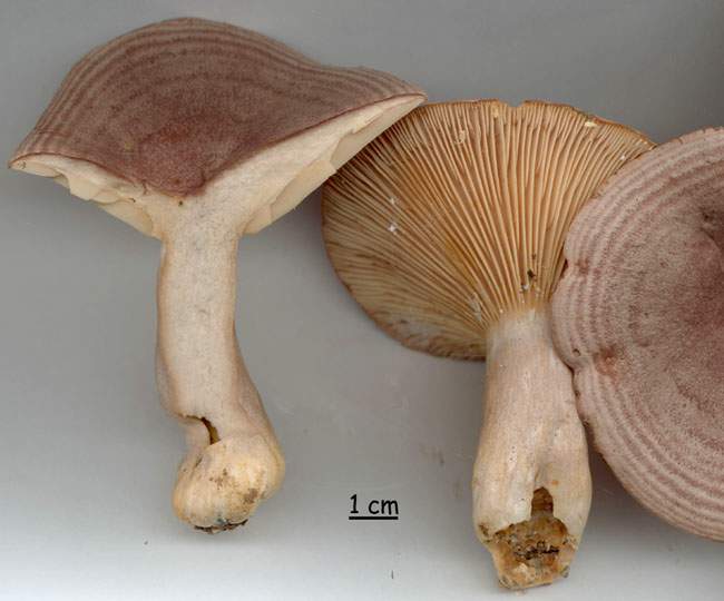 Lactarius roseozonatus